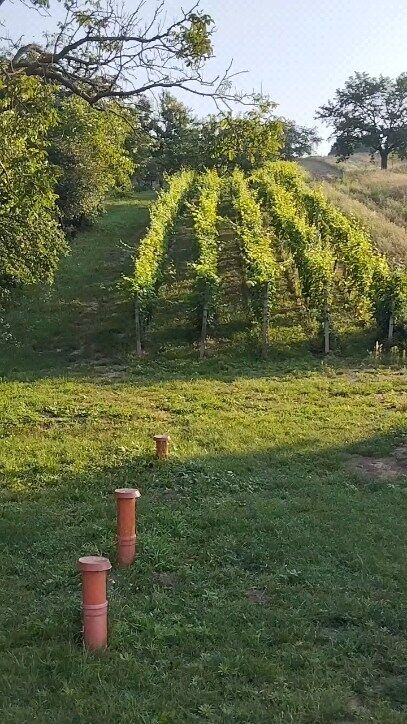 Ty rána jsou tu krásný. 🌞
Klid a mír. Není divu, že jako vinaři nejraději pracujeme ráno 💚 Ranní ptáće, hop hop.

#zemskevinarstvi #kamnavylet #ubytovaninajiznimorave #ubytovani #penzion #tipnaubytovani #ranniptace